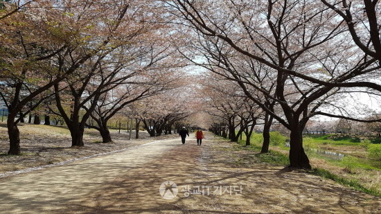 수원 벚꽃 명소 황구지천, 엔딩 벚꽃길 걷는다.