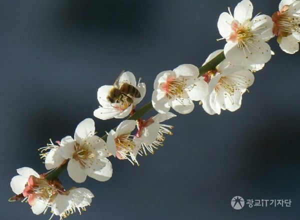 꿀벌은 작업을 통해 얻은 꽃가루를 양쪽 뒷다리에 저장하고 감래할만한 무게가 되면 돌아간다. 뒷다리에 민감한 후각을 지니고 있다고 한다. (2016.04 촬영)
