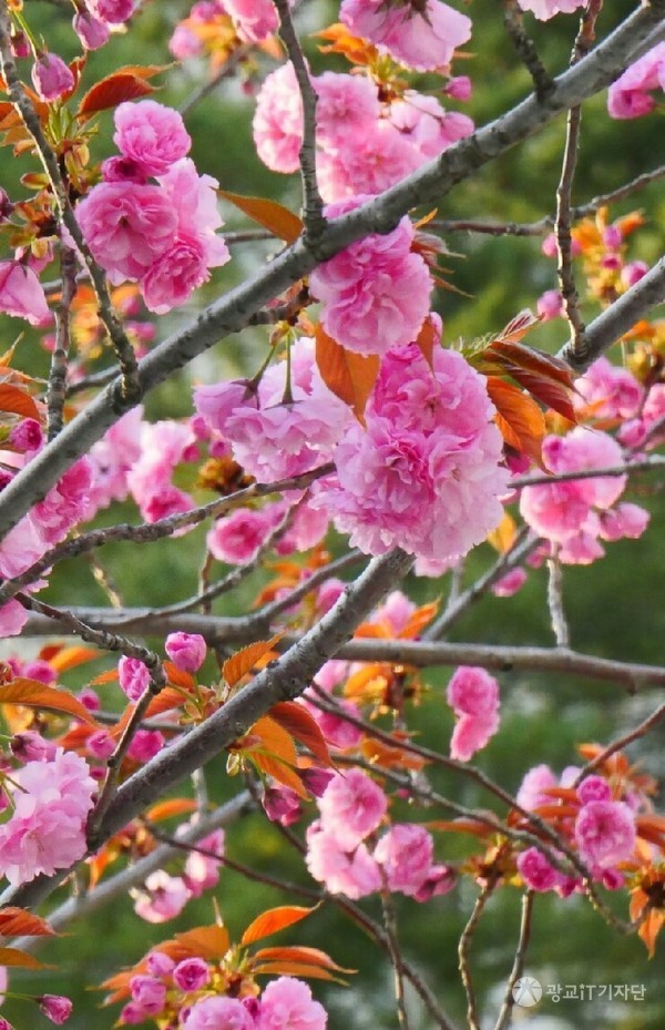 광교 오드카운티 후문 어린이놀이터 앞에 있는 겹개벚나무가 황홀경의 분홍색 꽃을 피웠다. 이 꽃은 다른 벚꽃보다 보름정도 늦게 핀다. 어린 새잎은 붉은 갈색이지만 자라면서 녹색이 된다. 꽃은 갈수록 짙은 분홍색으로 물들어 시야를 황홀케 한다. (2016.04 촬영)