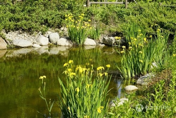 광교 센트럴파크 중앙약수터 옆에 있는 연못에 노랑 꽃창포가 아름답게 피었다.