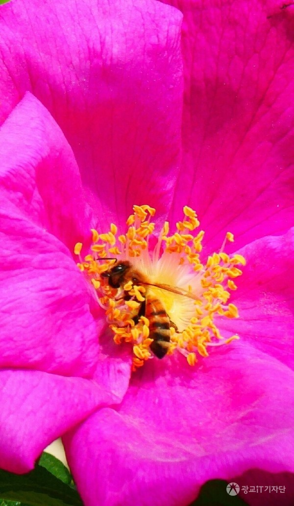 해당화 꽃술속의 행복한 꿀벌해당화의 풍성한 꽃술속에서 온몸을 던지며 작업에 열중하는 꿀벌을 보며 꿀벌들을 보호해 주고 싶다는 생각을 해봤다. 요즘 말벌들이 번성해 말벌 한마리가 평균 꿀벌 2백마리씩을 잡아먹기 때문에 꿀벌이 줄어들어 양봉하는 이들의 고충이 크다는 얘기다. 오늘도 엄청난 크기의말벌을 보았는데 너무나 위협적이어서 어쩔 수가 없었다. 꿀벌보호를 위해 말벌집 소탕작전이필요할 것 같다. (2016.05 촬영)