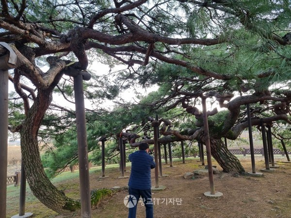 희귀한 소나무가 반룡송이다 사진을 찍으며 포즈를 취하고 있는 주세훈 위원(시, 시조 작가)